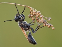 Black Digger Wasp - Sphex cognatus 5136