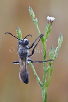 Black Digger Wasp - Sphex cognatus 6331