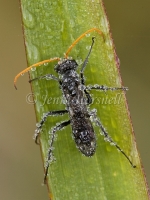 Black Spider Wasp - Fabriogenia sp