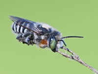 Blue Banded Bee 3111