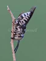 Blue Banded Bee 4218
