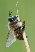 European Bee