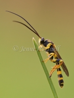 Flower Wasp 4064