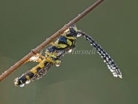 Flower Wasp  Dew 6750