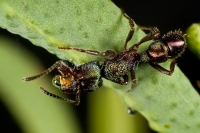 Green Headed Ant  - Rhytidoponera metallica 6954