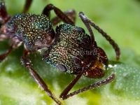 Green Headed Ant, head detail -   - Rhytidoponera metallica
