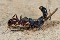 Green Headed Ant eating Wasp