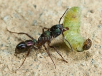 Green Headed Ant with Grub -