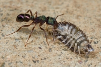 Green Headed Ant with Slater - Rhytidoponera metallica