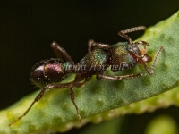 Green Headed Ant - Rhytidoponera metallica