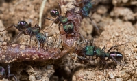 Green Headed Ants with Earthworm - Rhytidoponera metallica