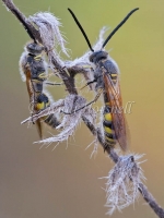 Hairy Flower Wasps - Campsomeris tasmaniensis