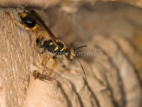Mud Dauber Wasp 2