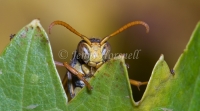 White-faced Brown Paper Wasp - Ropalidia  plebeiana  2