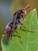 White-faced Brown Paper Wasp - Ropalidia  plebeiana