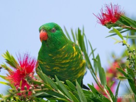 Scaly-breasted lorikeet 0398