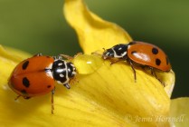 Spotted Amber Ladybirds Feeding