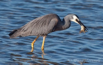 White Faced Heron with crab 4622