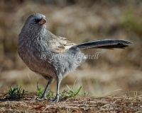 Apostlebird - Struthidea cinerea 5609