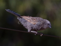 Apostlebird - Struthidea cinerea 5617