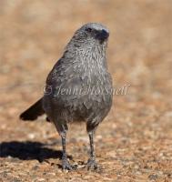 Apostlebird - Struthidea cinerea 5624