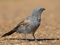 Apostlebird - Struthidea cinerea 5634
