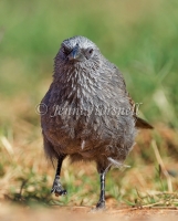 Apostlebird - Struthidea cinerea 5639