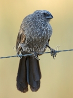 Apostlebird - Struthidea cinerea 5657