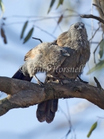 Apostlebird - Struthidea cinerea 5663