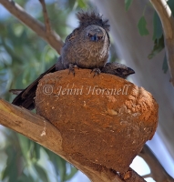 Apostlebird - Struthidea cinerea 5854