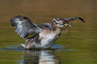Australasian Grebe - Tachybaptus novaehollandiae 0208