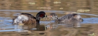 Australasian Grebe - Tachybaptus novaehollandiae 0502