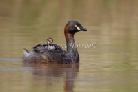Australasian Grebe - Tachybaptus novaehollandiae 0609
