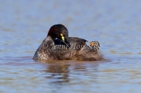Australasian Grebe - Tachybaptus novaehollandiae 1163