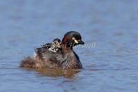 Australasian Grebe - Tachybaptus novaehollandiae 1331