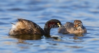 Australasian Grebe - Tachybaptus novaehollandiae 1487