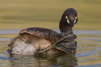 Australasian Grebe - Tachybaptus novaehollandiae 2444
