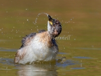 Australasian Grebe - Tachybaptus novaehollandiae 2641