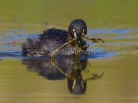 Australasian Grebe - Tachybaptus novaehollandiae 2746