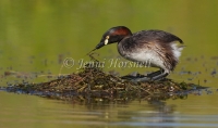 Australasian Grebe - Tachybaptus novaehollandiae 2774