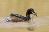 Australasian Grebe - Tachybaptus novaehollandiae 4063