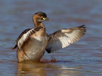 Australasian Grebe - Tachybaptus novaehollandiae 5356