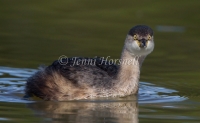 Australasian Grebe - Tachybaptus novaehollandiae 5444