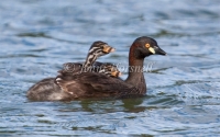 Australasian Grebe - Tachybaptus novaehollandiae 6392