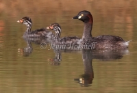 Australasian Grebe - Tachybaptus novaehollandiae 6597