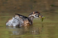 Australasian Grebe - Tachybaptus novaehollandiae 8906