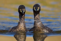 Australasian Grebe - Tachybaptus novaehollandiae 8962