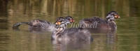 Australasian Grebe - Tachybaptus novaehollandiae 0045