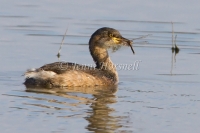 Australasian Grebe - Tachybaptus novaehollandiae 3326