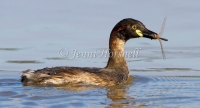 Australasian Grebe - Tachybaptus novaehollandiae 3443